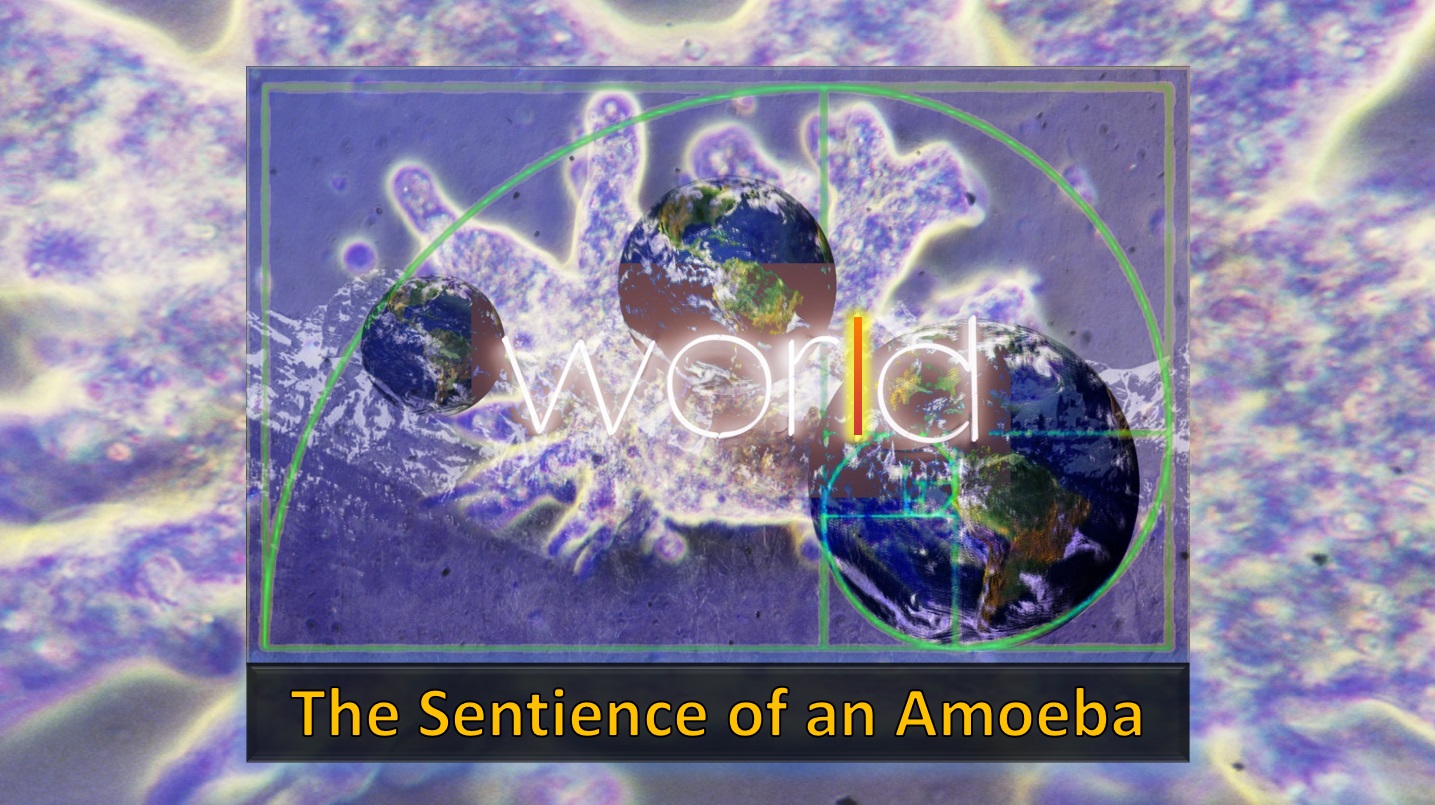 Videoz-Coversz-animotoz-images - sentience-amoeba-cover.jpg